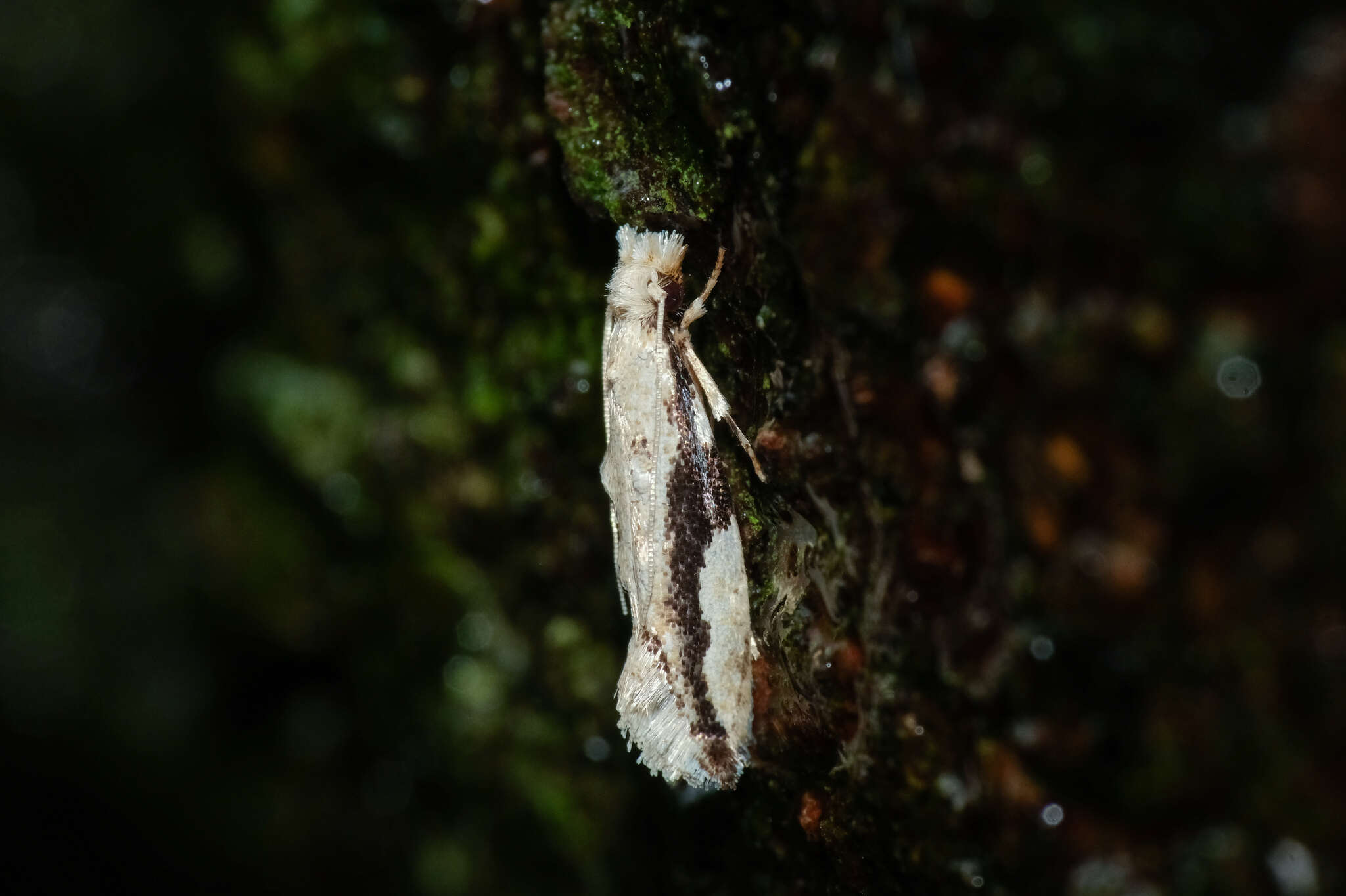 Image de Erechthias atririvis (Meyrick 1931)