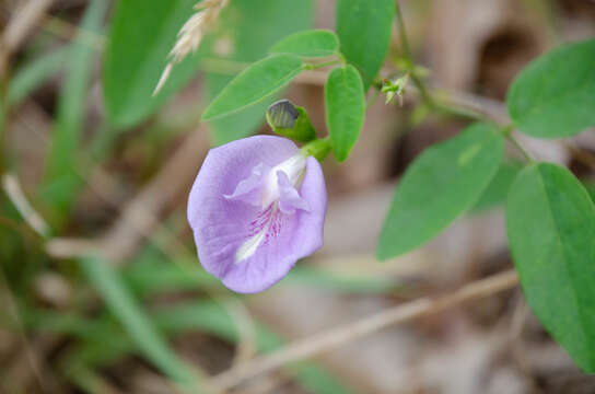 Clitoria mariana var. mariana resmi