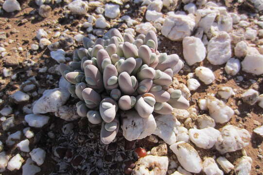 Imagem de Gibbaeum pubescens (Lettsom ex Haw.) N. E. Br.