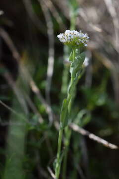 Image de <i>Noccaea alpestris</i>