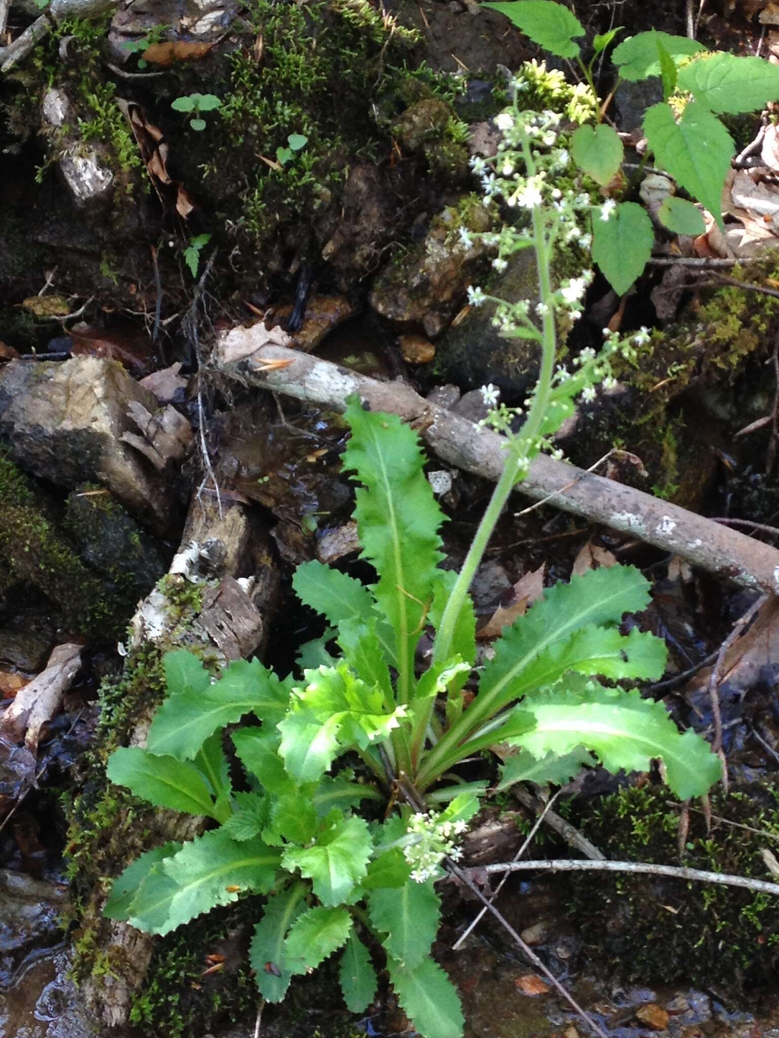 Image of Lettuce-Leaf Pseudosaxifrage