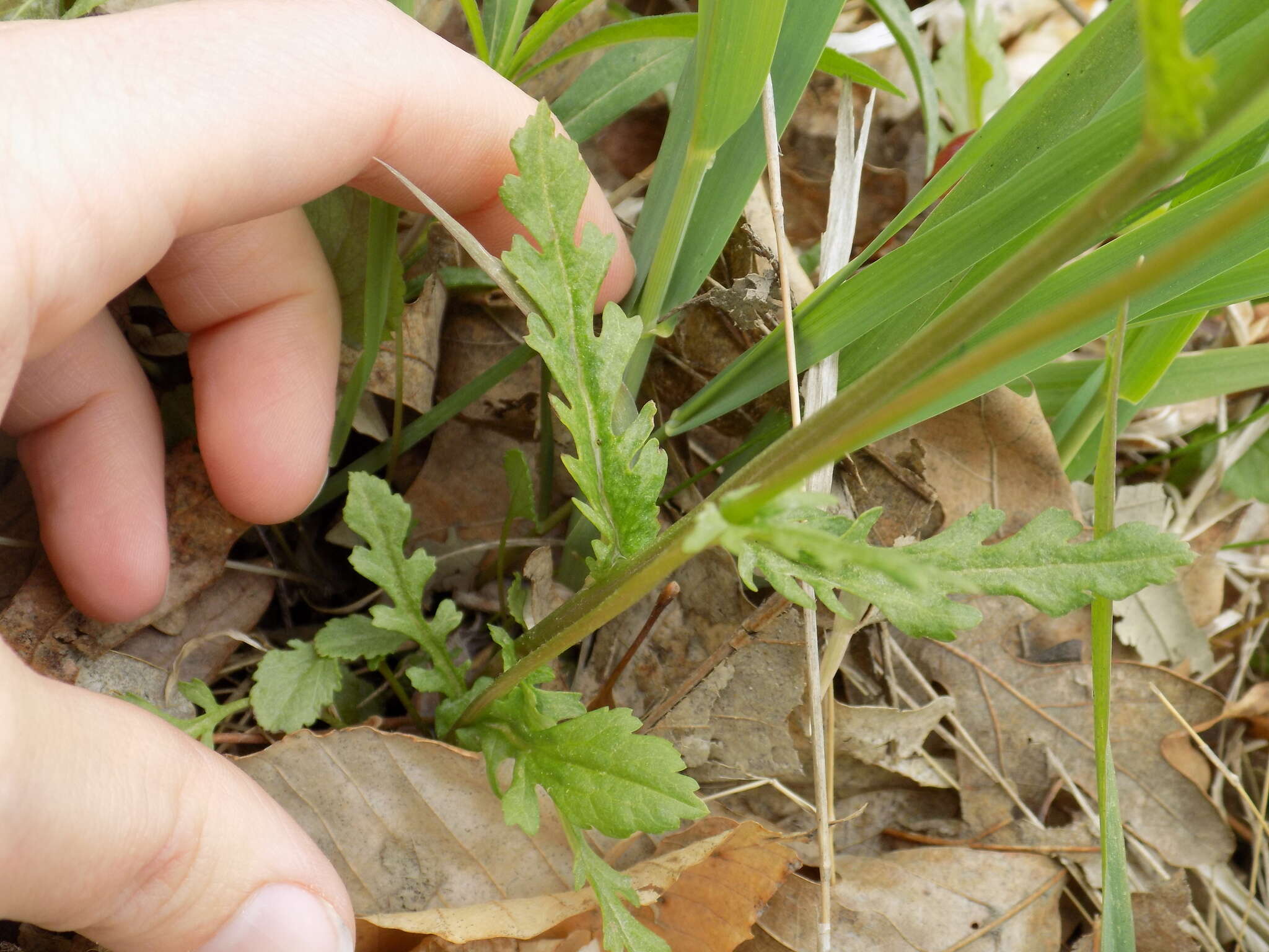 Image of golden ragwort