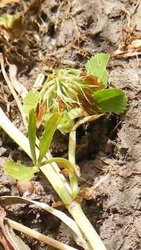 Trifolium michelianum Savi resmi