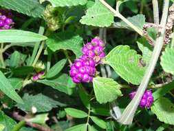 Image of Lantana ukambensis (Vatke) Verdc.