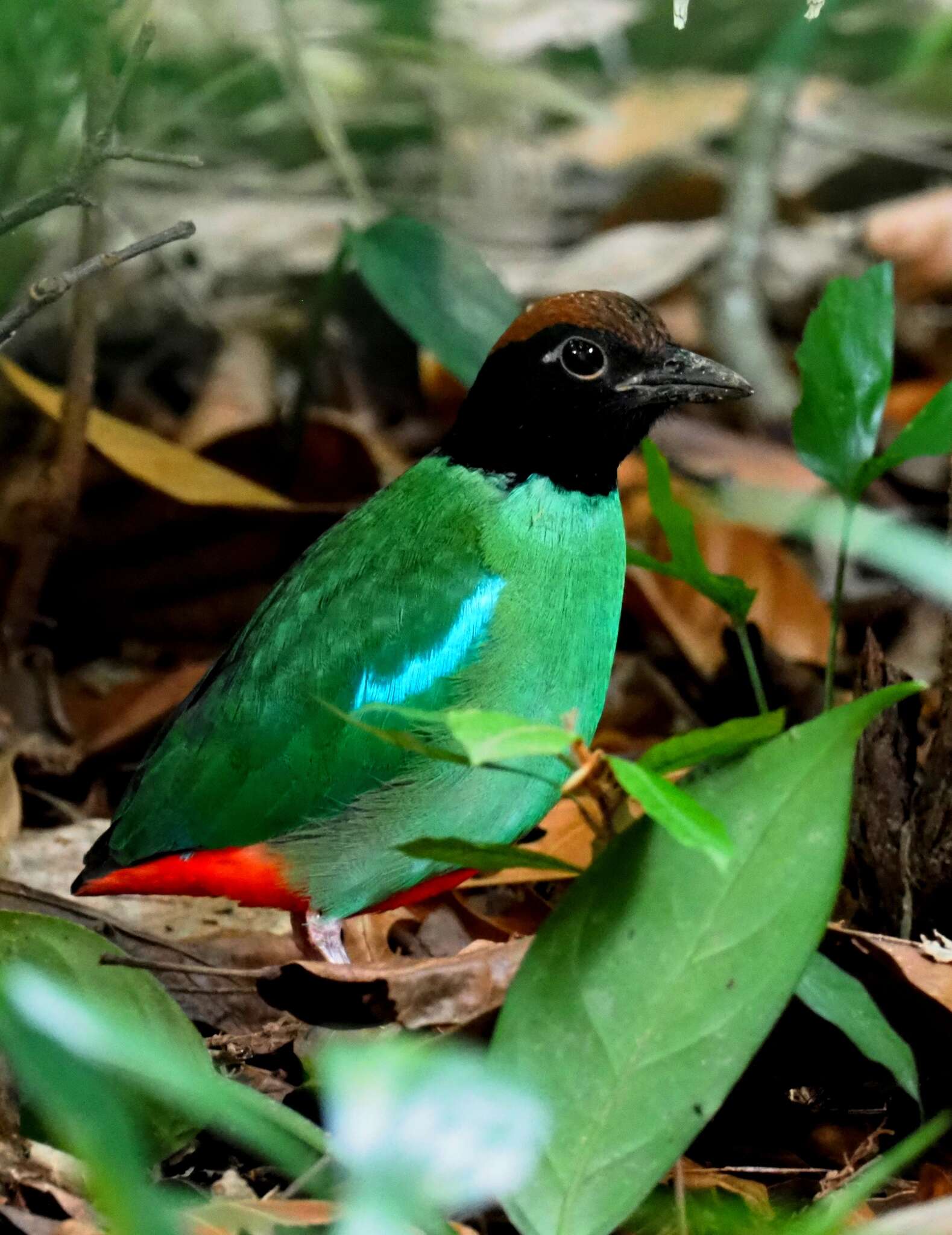 Pitta sordida cucullata Hartlaub 1843 resmi