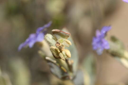 Image of Dampiera marifolia Benth.