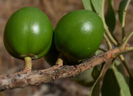 Image of Planchonella pohlmaniana (F. Muell.) Pierre ex Dubard