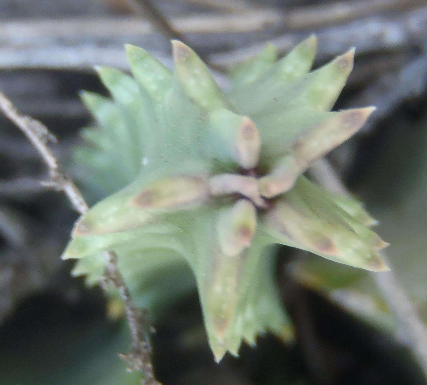 Image of Ceropegia guttata subsp. guttata