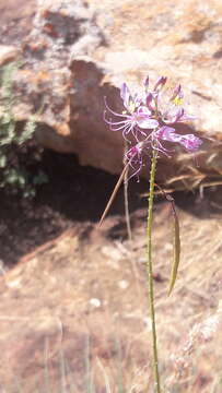 Слика од Sieruela maculata (Sond.) Roalson & J. C. Hall