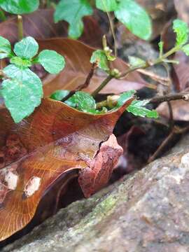 Image of Kani Bush Frog