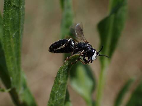 Image of Hylaeus nigritus (Fabricius 1798)