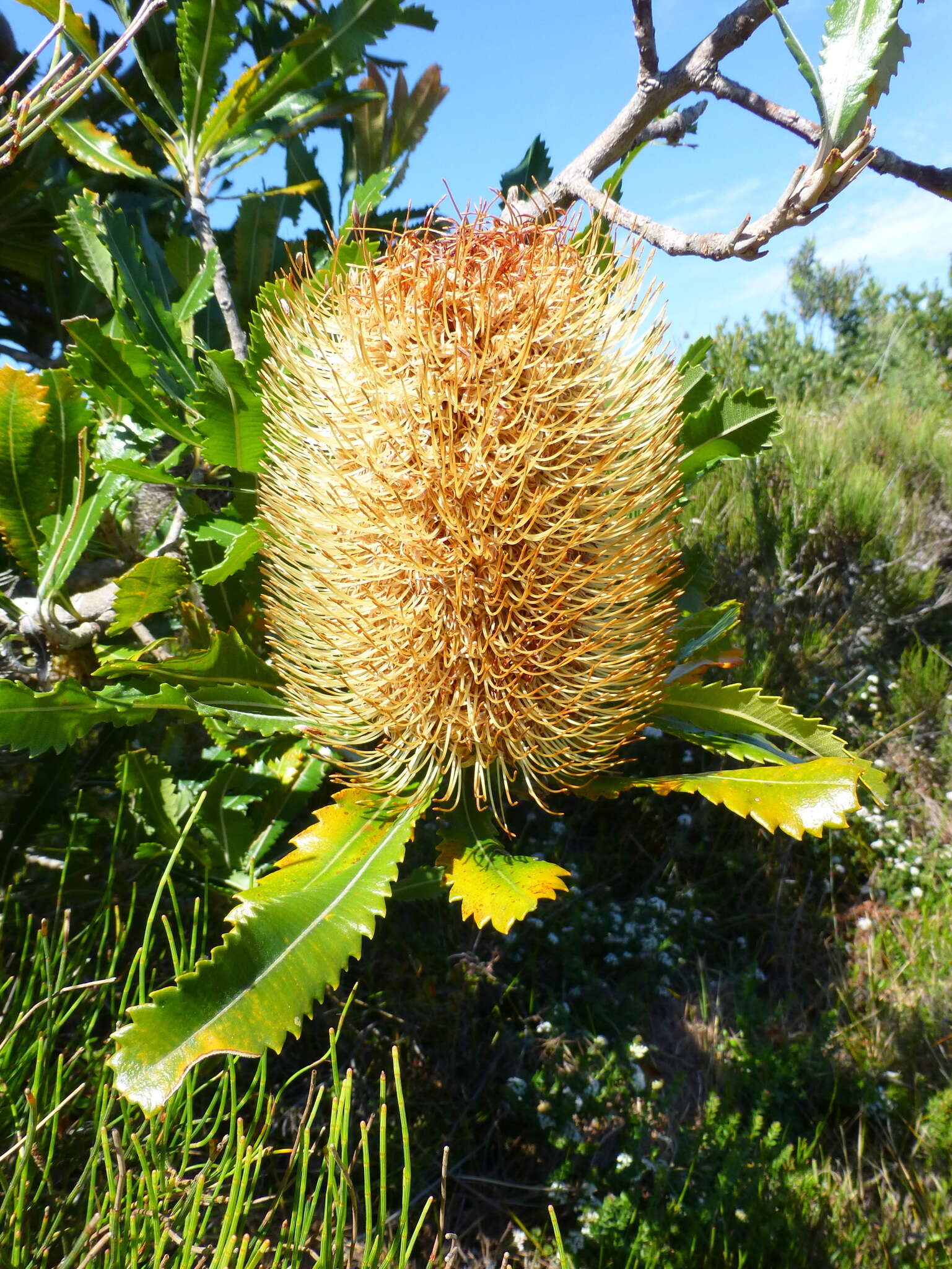 Imagem de Banksia serrata L. fil.