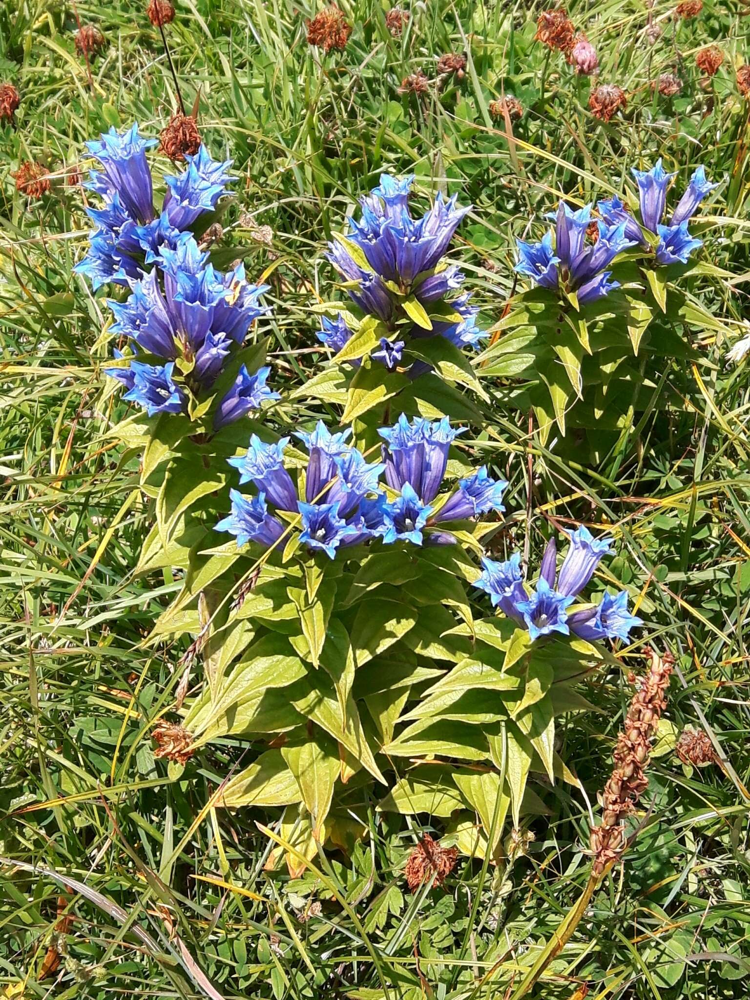 Image of Gentiana asclepiadea L.