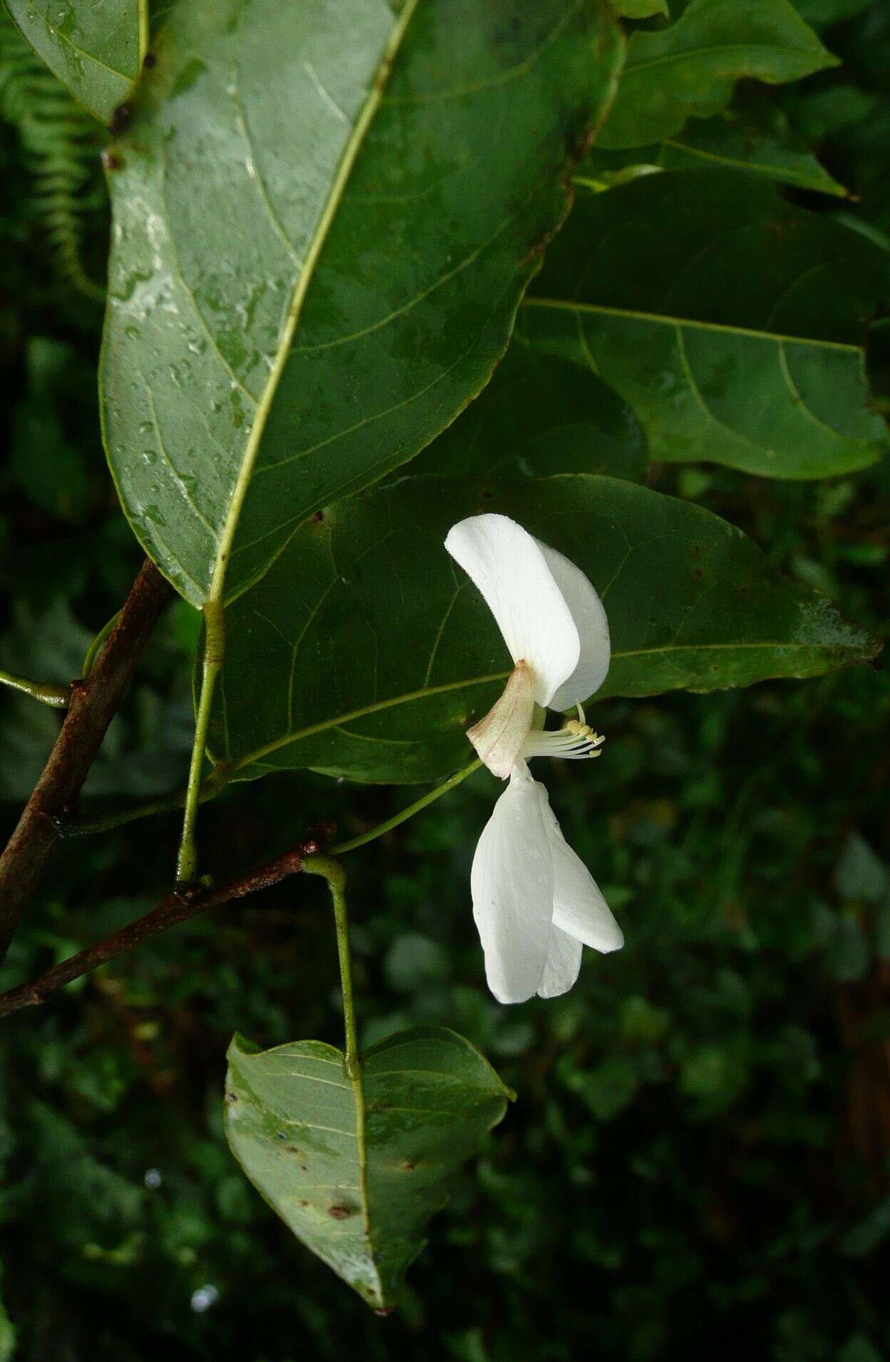 Image of Camwood