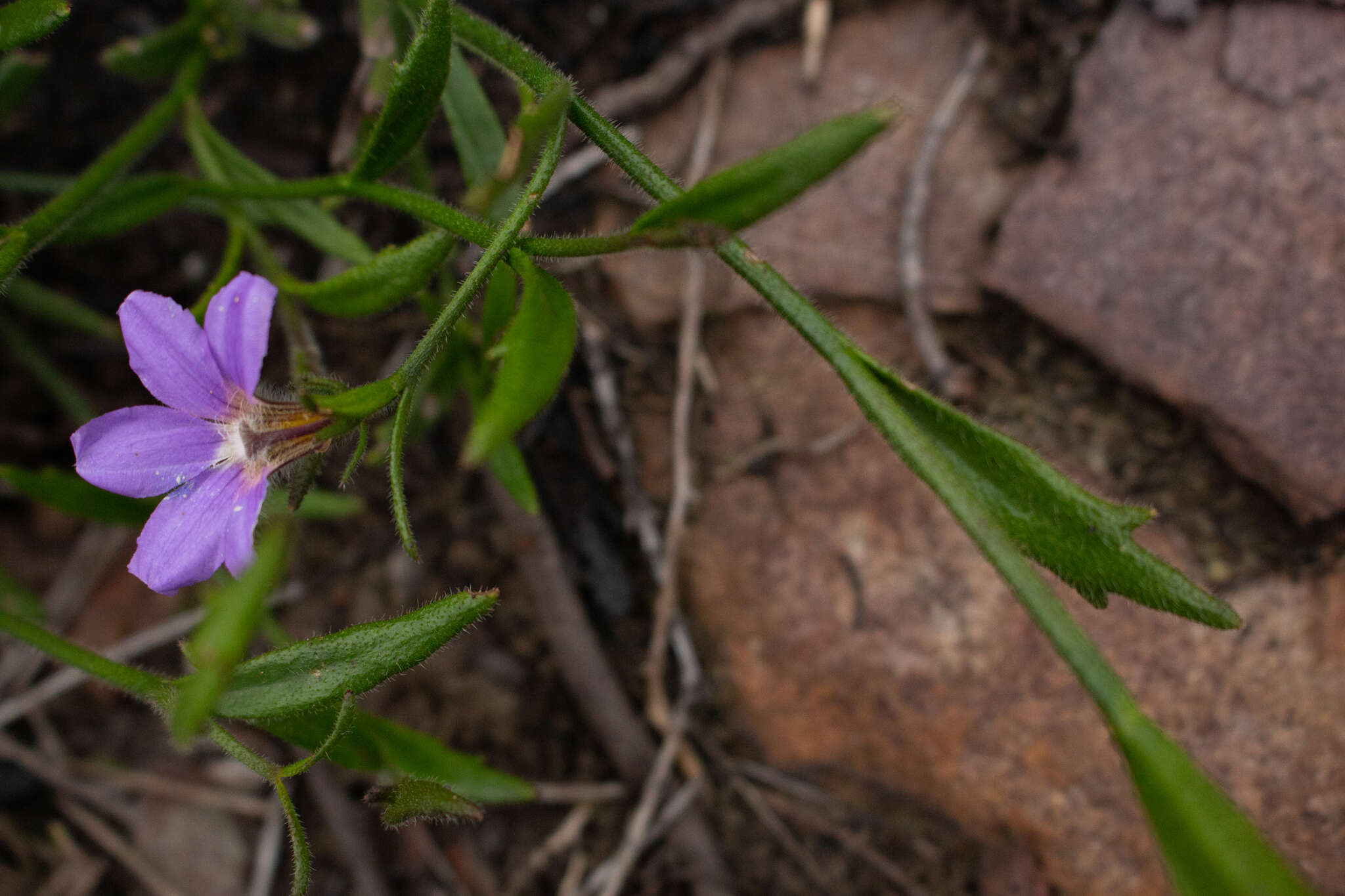 Слика од Scaevola ramosissima (Smith) K. Krause