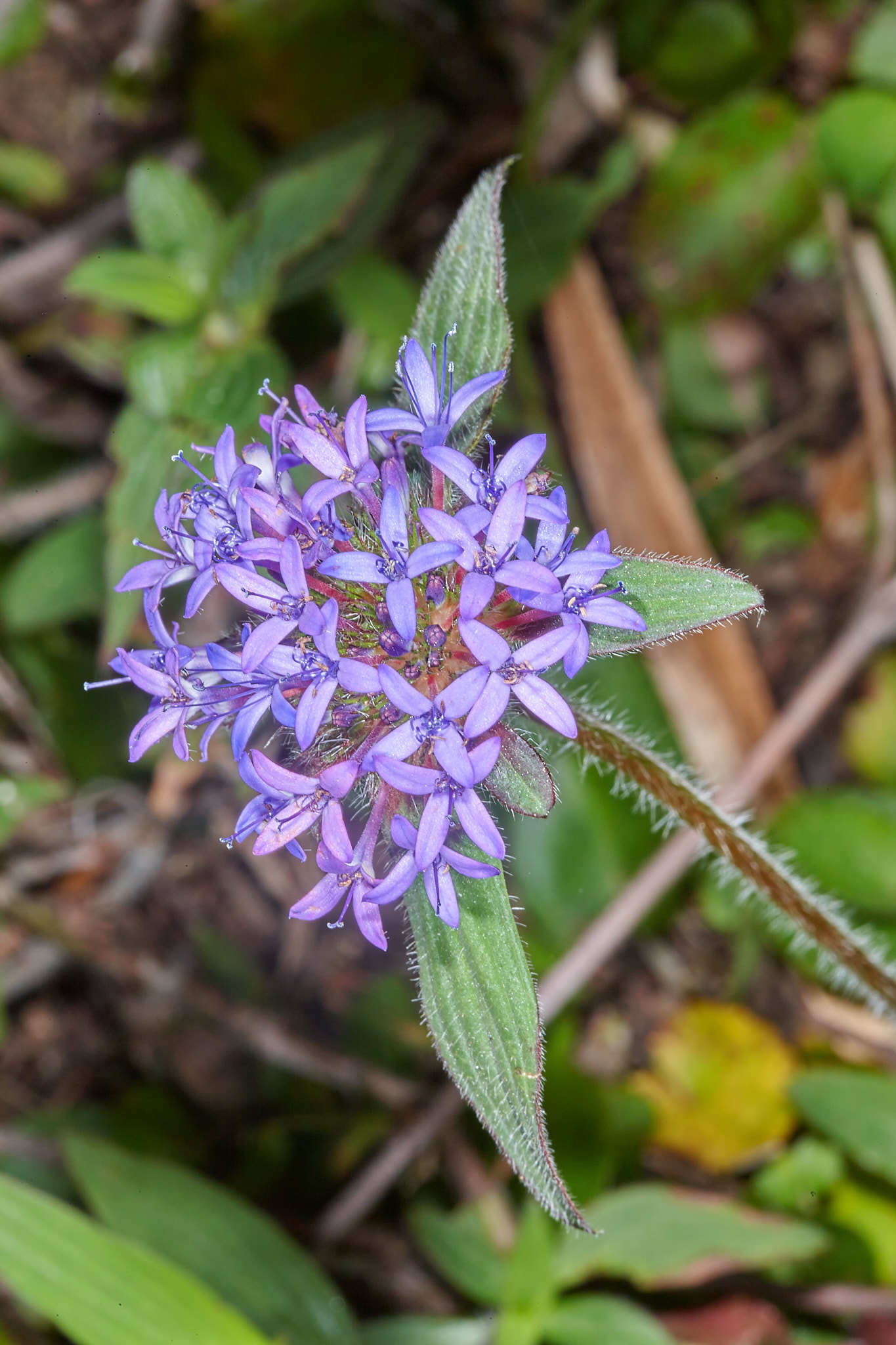 Image of Crusea calocephala DC.