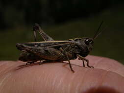 Image of orange-tipped grasshopper