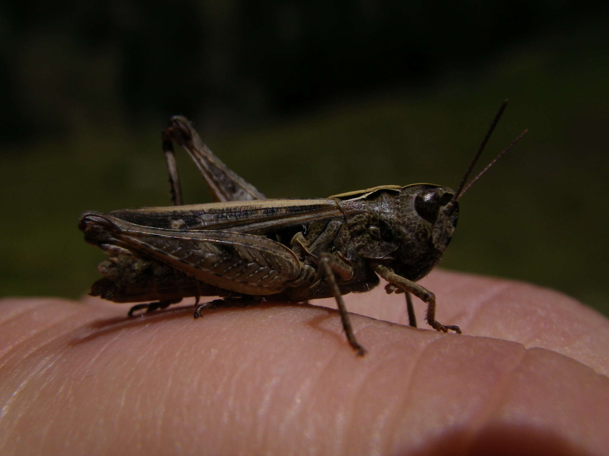 Image of orange-tipped grasshopper