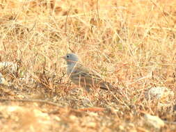 Image of Grey-necked Bunting