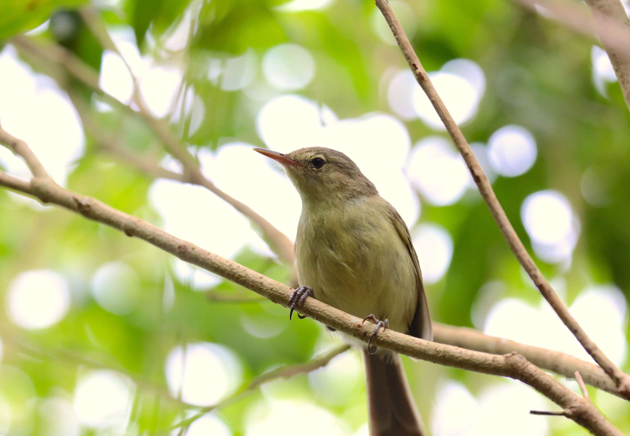 Image of Rodrigues Warbler