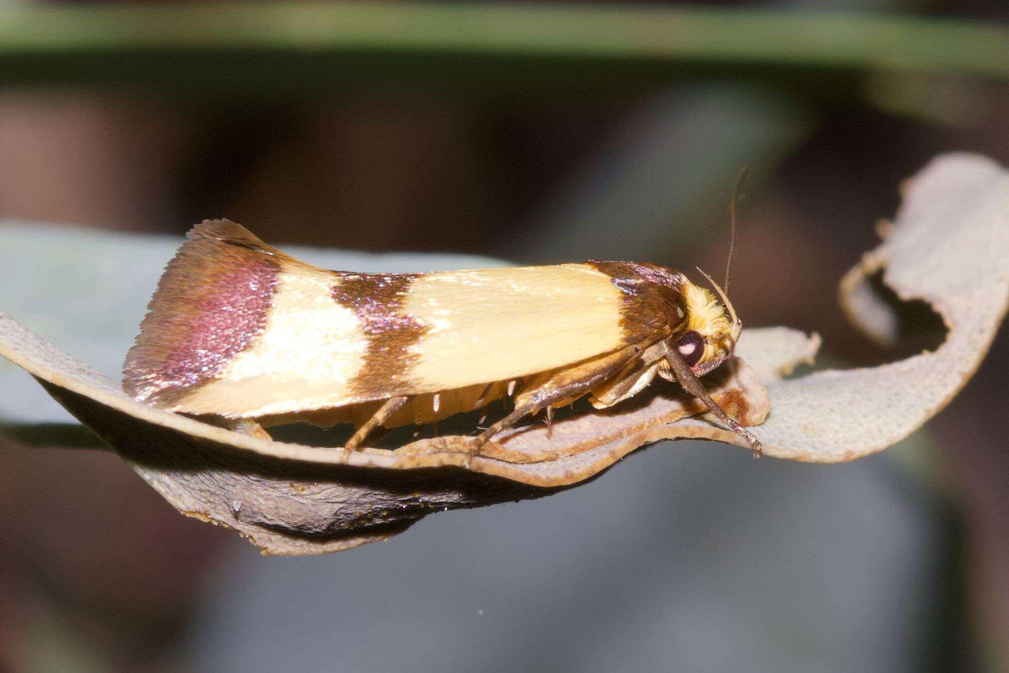 Image of Chrysonoma fascialis Fabricius 1775