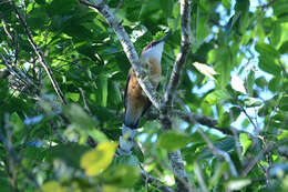 Image of Jamaican Lizard Cuckoo