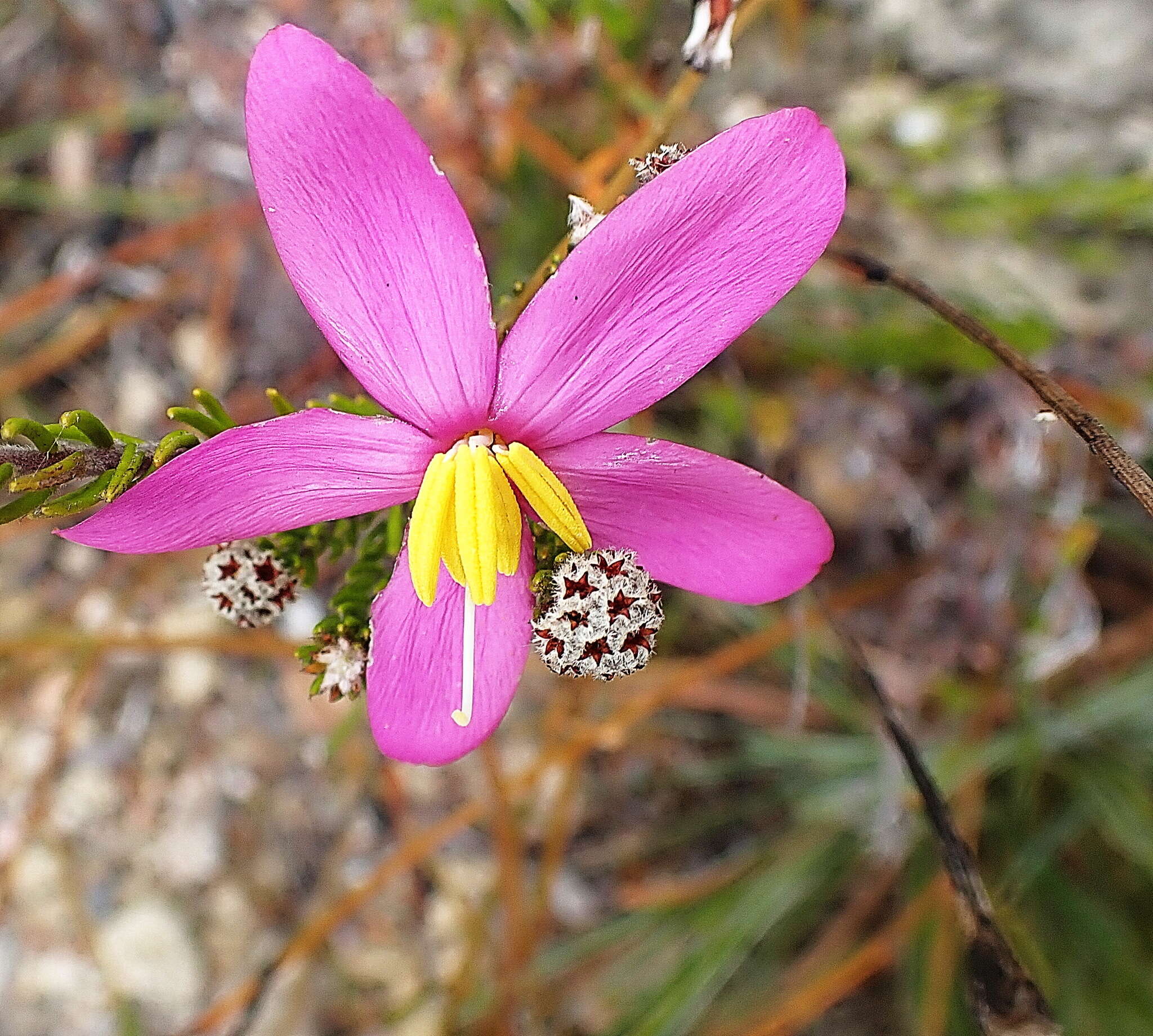 Image of Chironia tetragona L. fil.