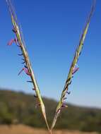 Diheteropogon amplectens (Nees) Clayton resmi