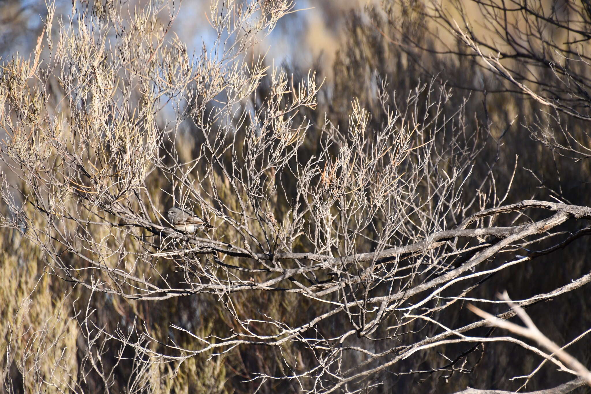 Image of Slaty-backed Thornbill