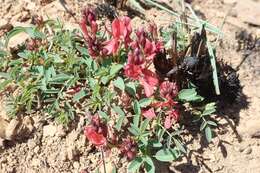 Indigofera sanguinea N. E. Br.的圖片