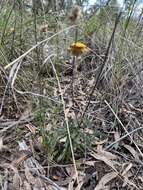 Image of Coronidium oxylepis (F. Müll.) Paul G. Wilson