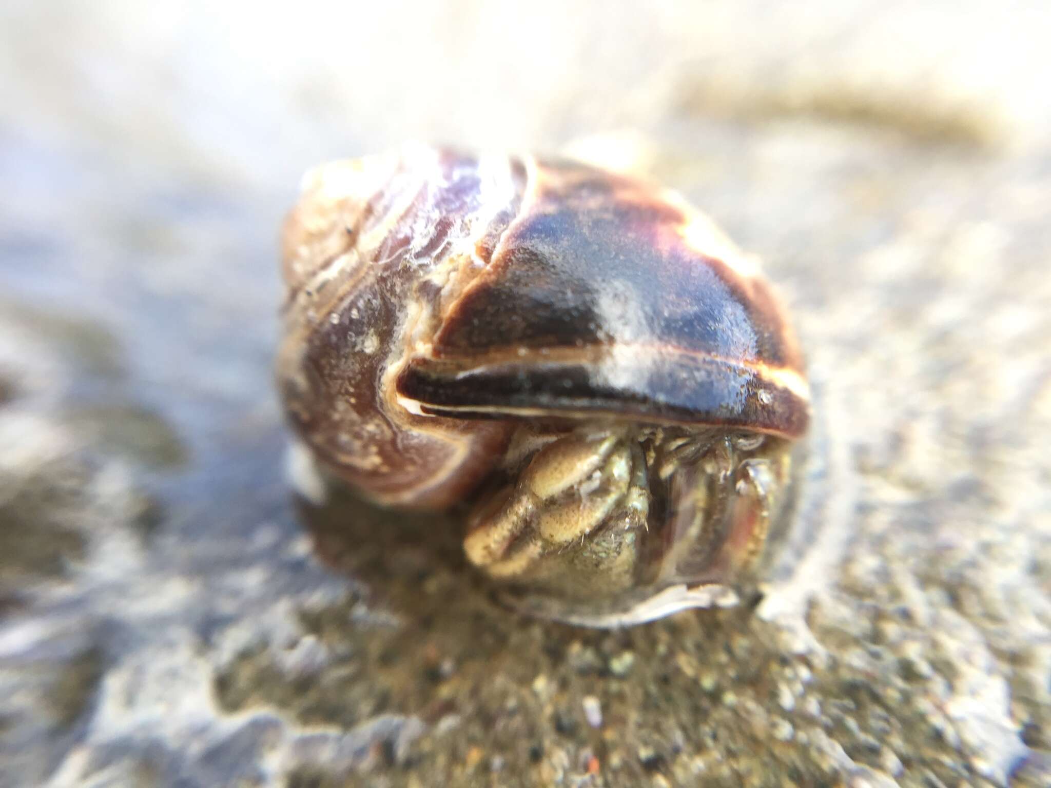 Image of Long-Clawed Hermit Crab