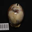Image of droppings cowry