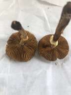 Imagem de Conocybe utricystidiata (Enderle & H.-J. Hübner) Somhorst 2013