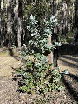 Image of Tasmanian bluegum