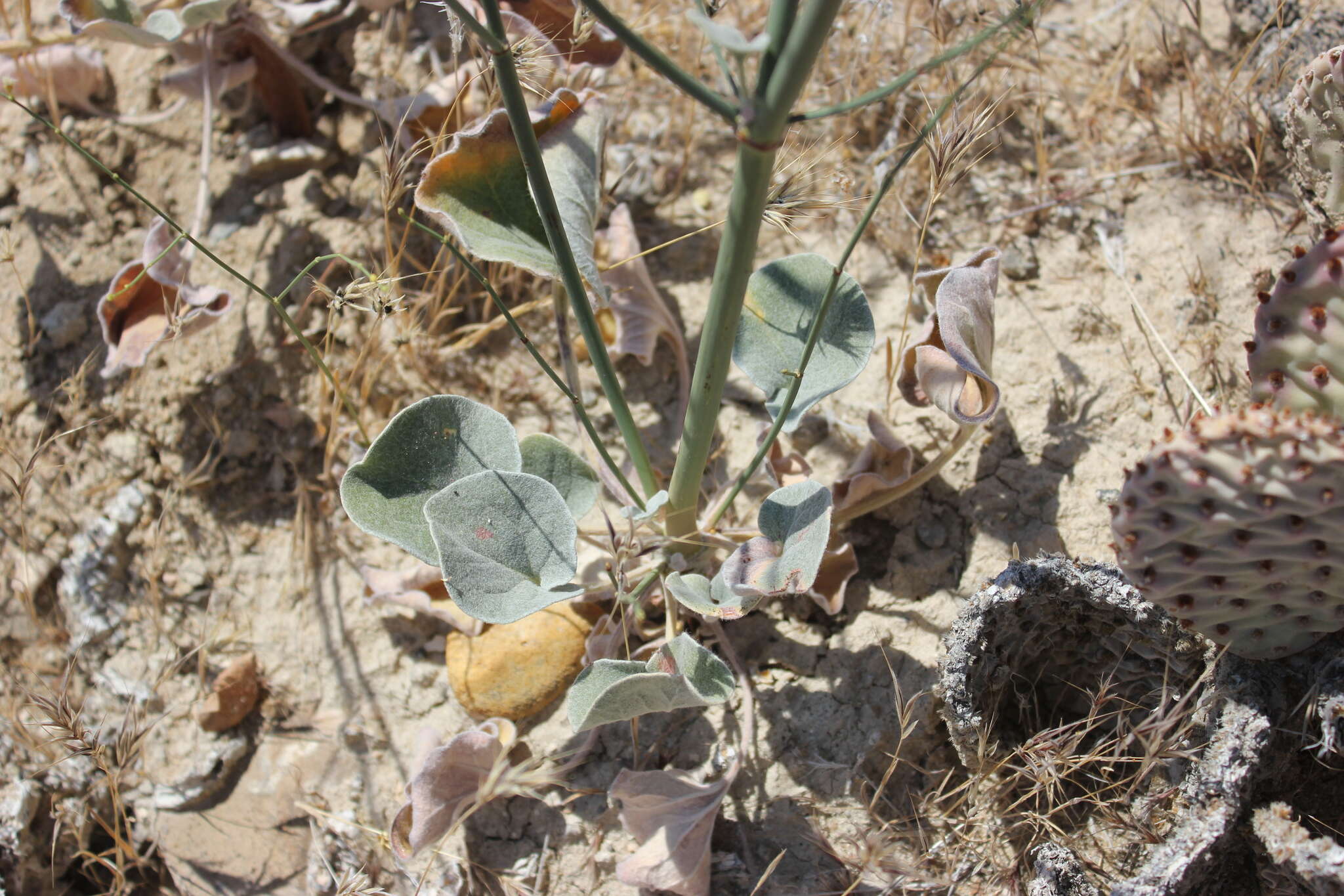 Image of Eriogonum exaltatum M. E. Jones