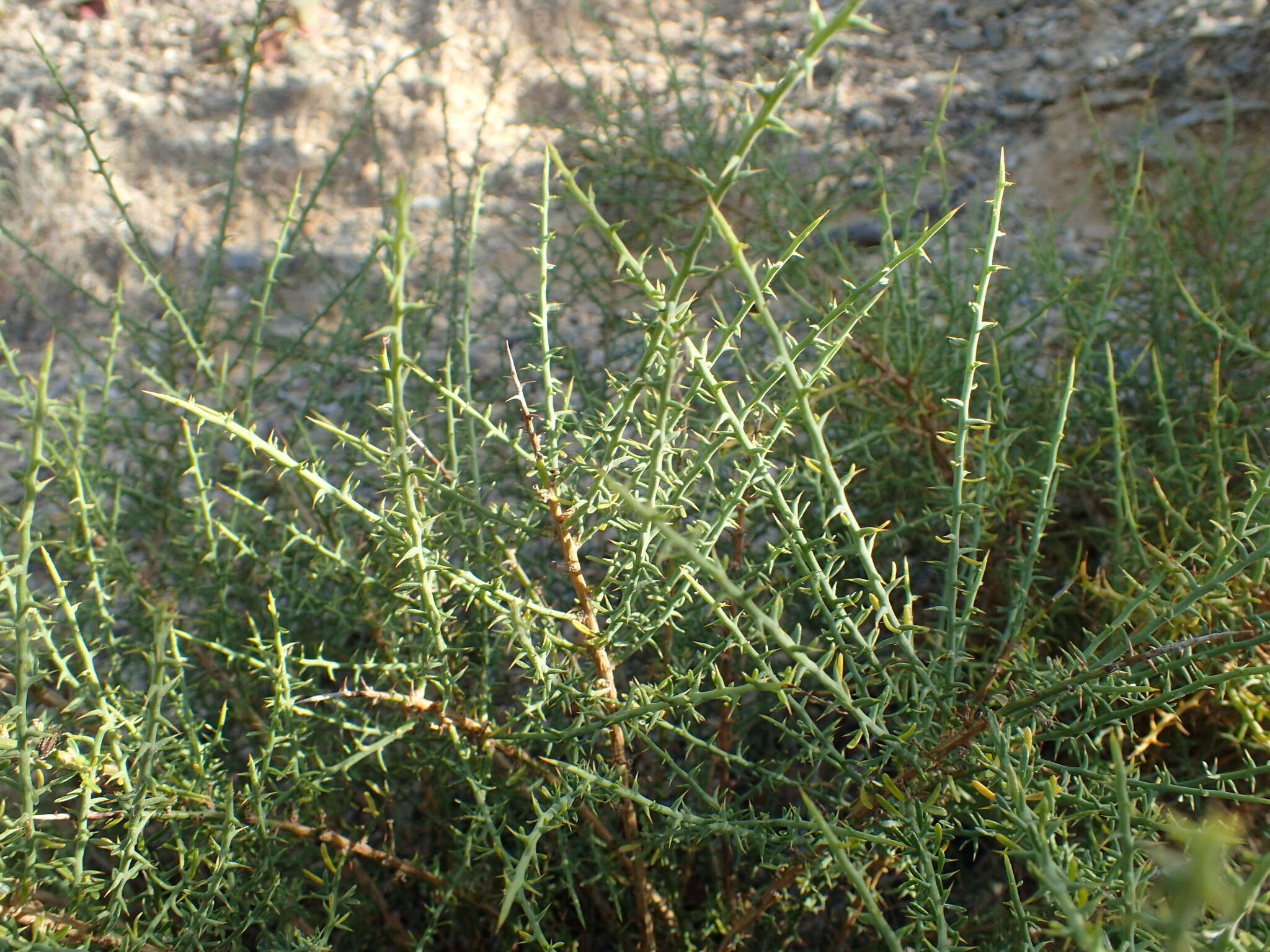 صورة Genista corsica (Loisel.) DC.