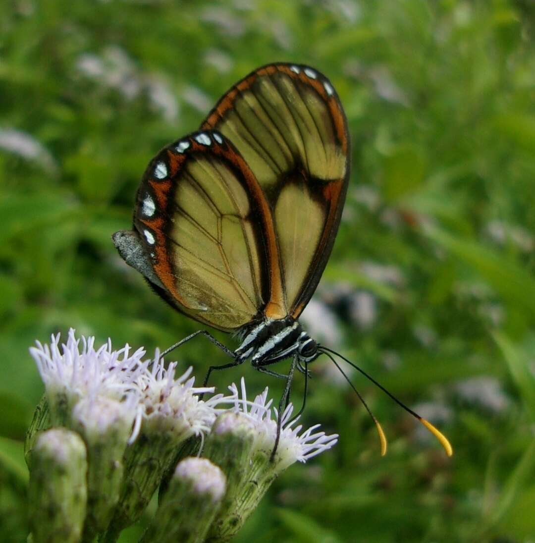 Imagem de <i>Pteronymia ozia tanampaya</i>