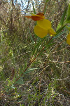 Слика од Aspalathus angustifolia (Lam.) R. Dahlgren