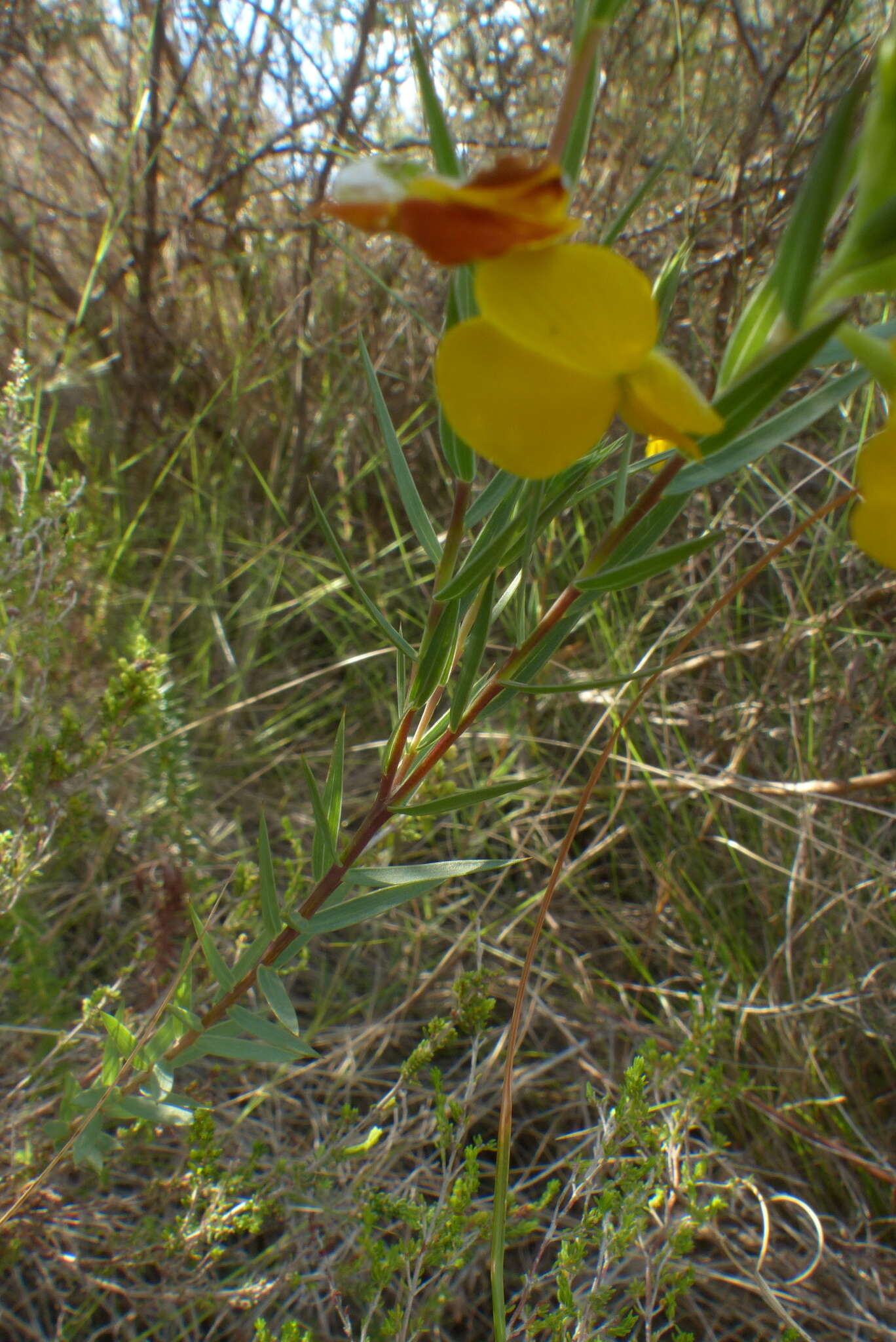 Слика од Aspalathus angustifolia subsp. angustifolia