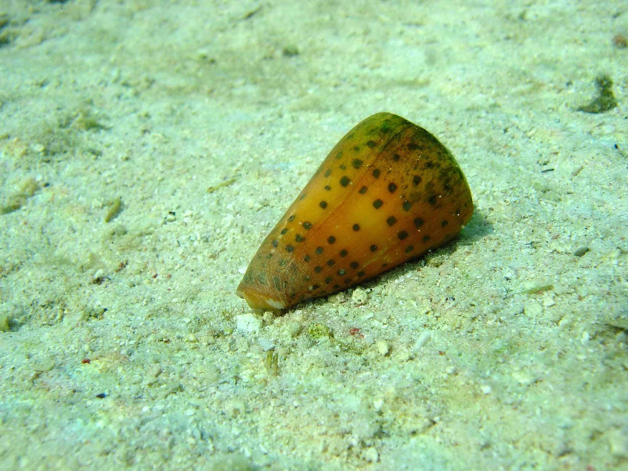 Image of ivory cone