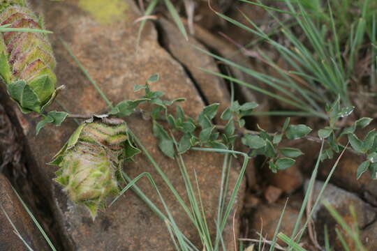 Plancia ëd Barleria macrostegia Nees