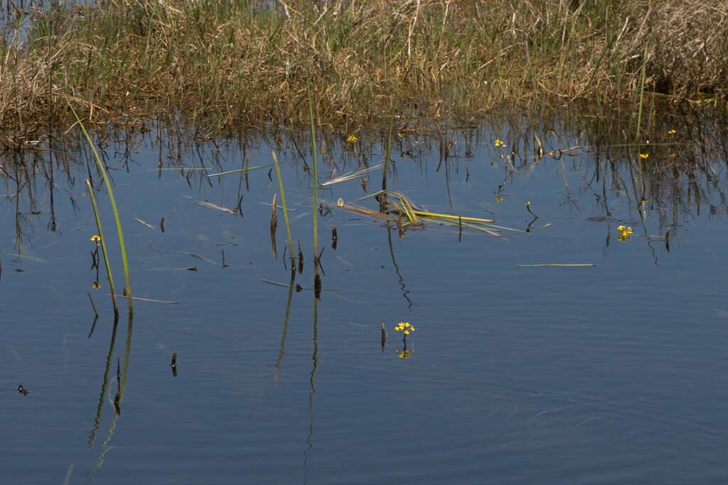 Utricularia foliosa L. resmi