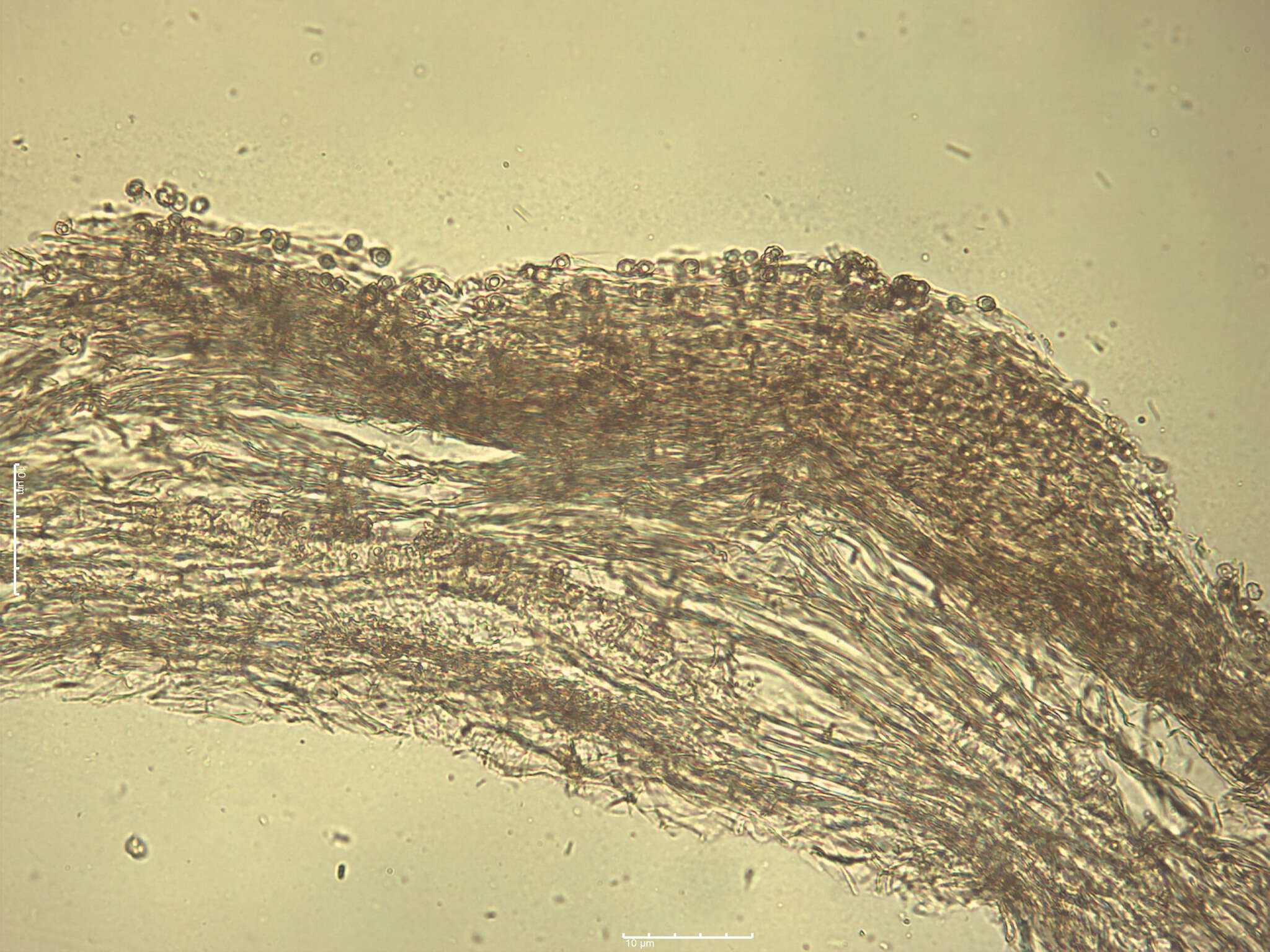 Image of Entoloma sericatum (Britzelm.) Sacc. 1895