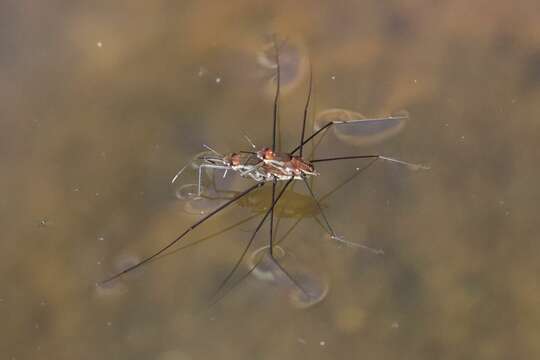 Image of Tenagogerris pallidus Andersen & Weir 1997