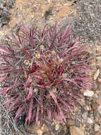 Image of Ferocactus gracilis subsp. coloratus (H. E. Gates) N. P. Taylor