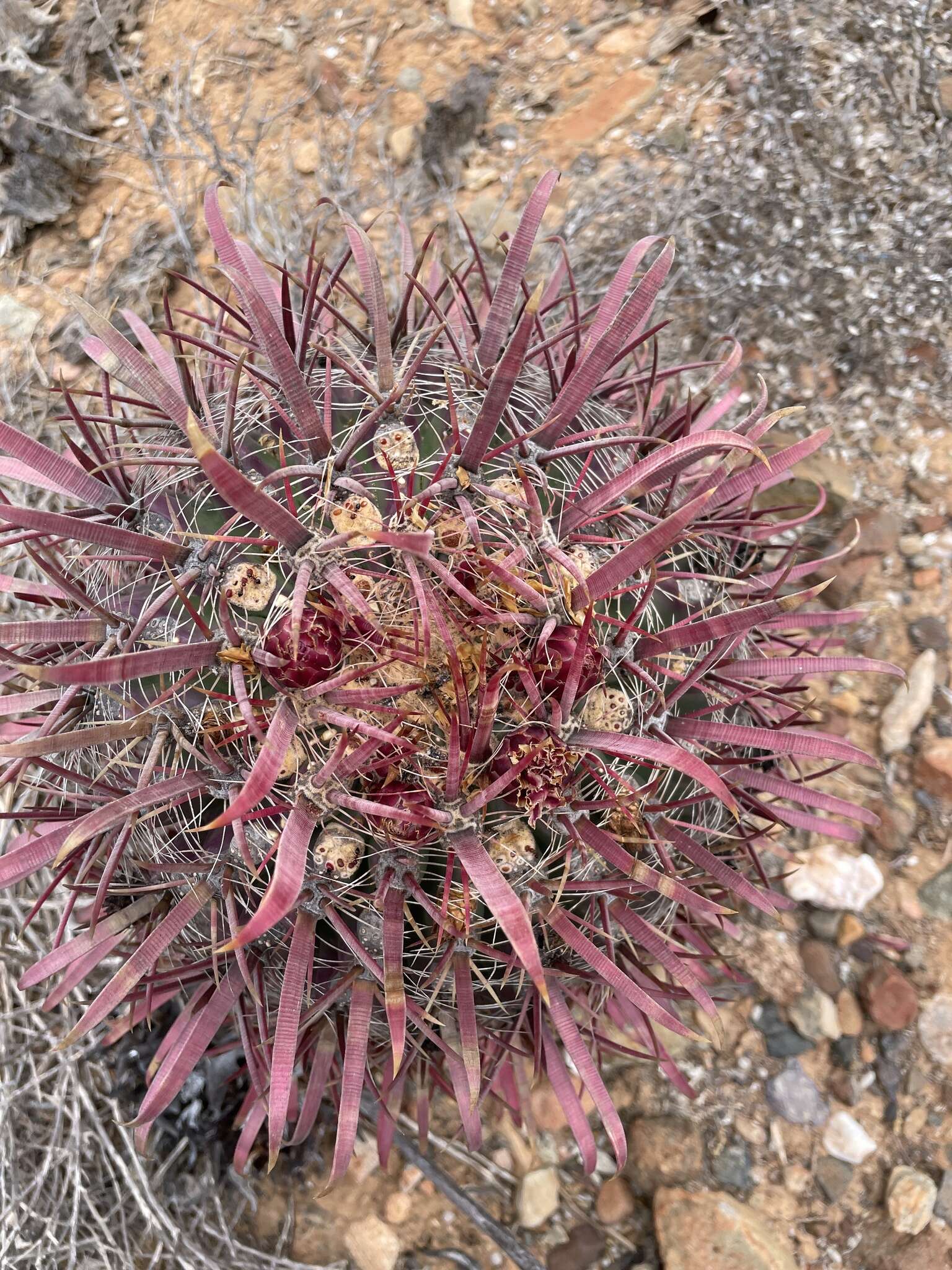 Image of Ferocactus gracilis subsp. coloratus (H. E. Gates) N. P. Taylor