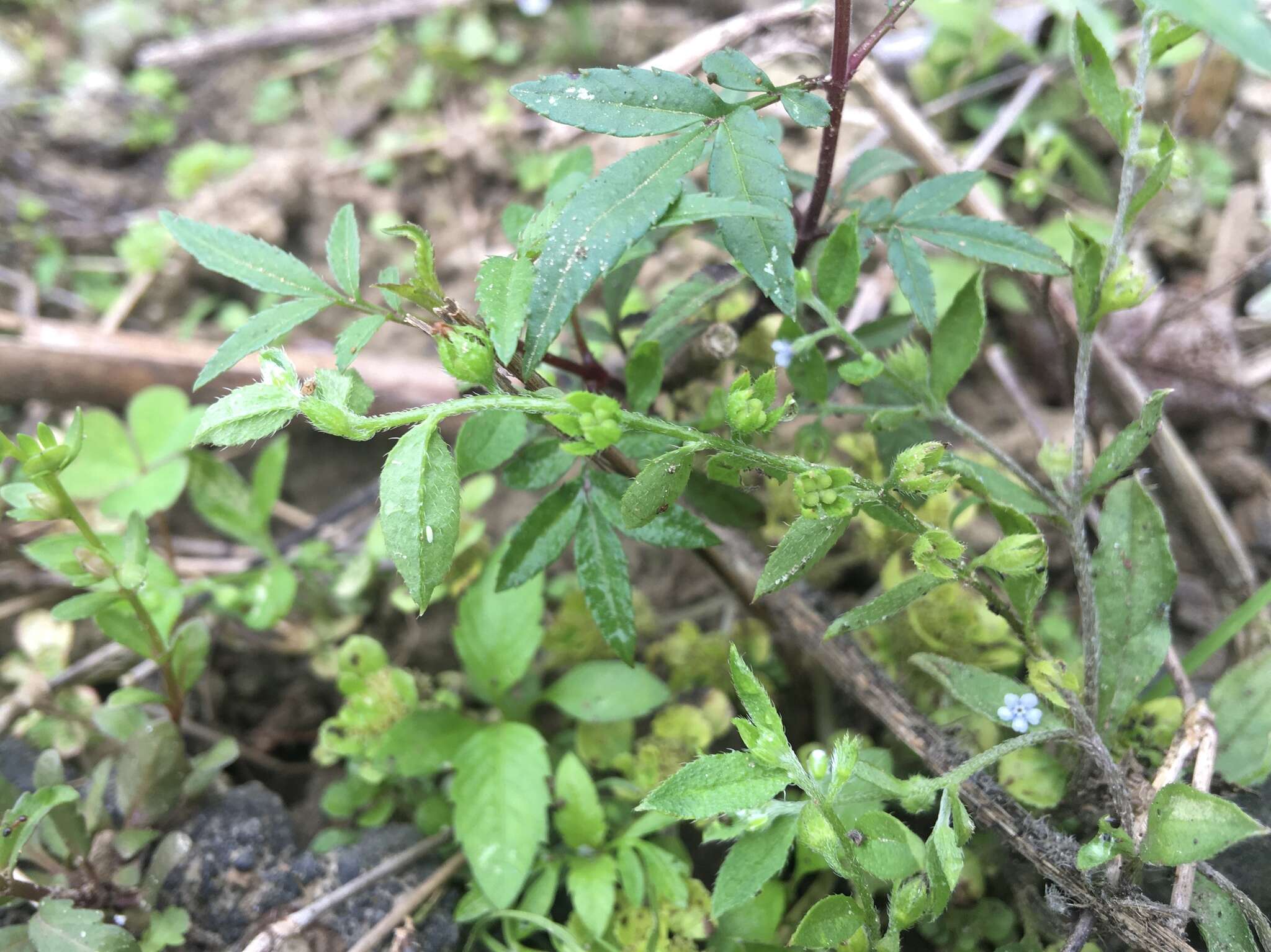 Plancia ëd Bothriospermum zeylanicum (J. Jacquin) Druce