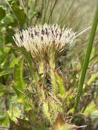 Imagem de <i>Cirsium <i>horridulum</i></i> var. horridulum