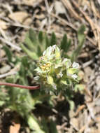 Sivun Horkelia tridentata var. flavescens (Rydb.) Ertter & Reveal kuva